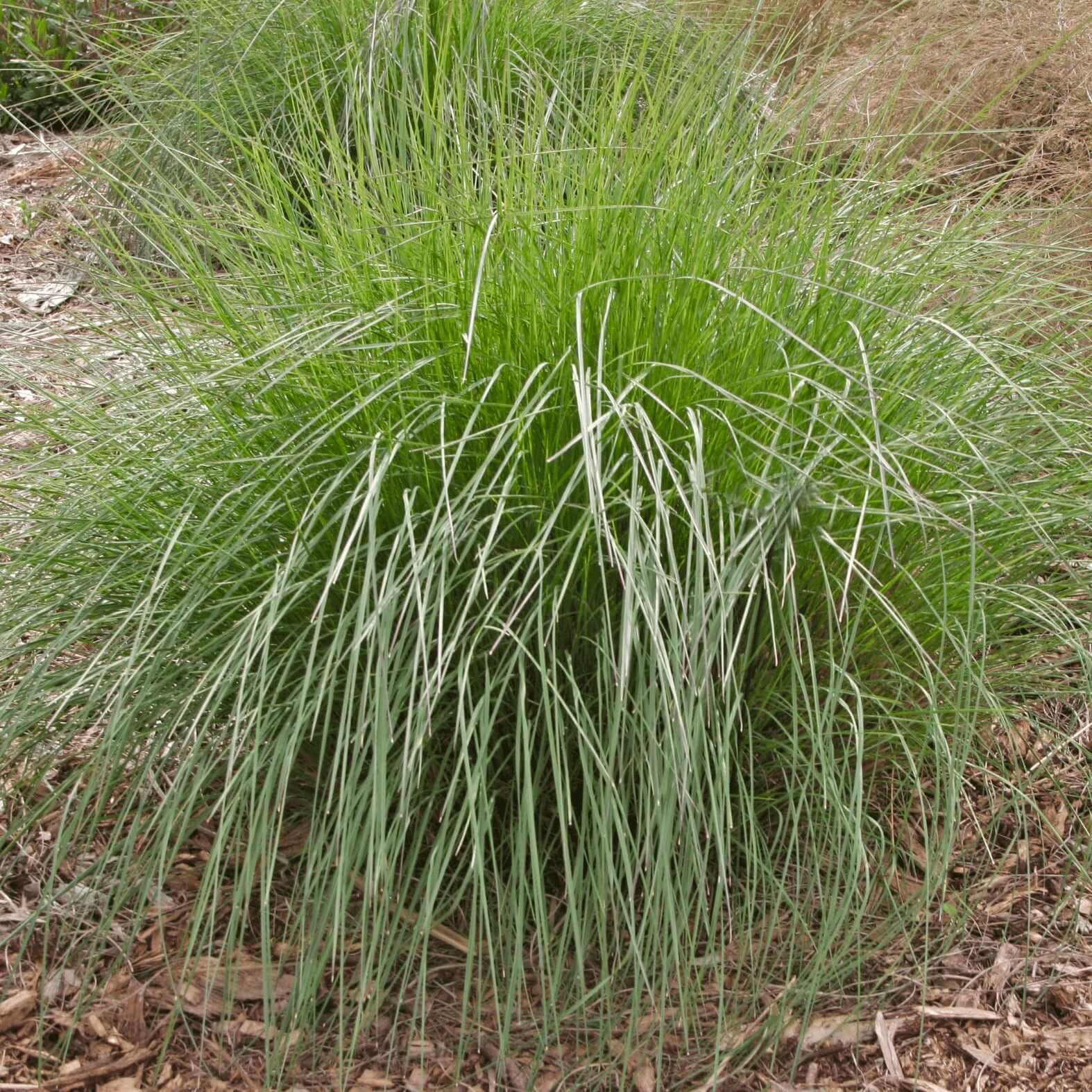 Lindheimer's Muhly Grass (7823951954175)